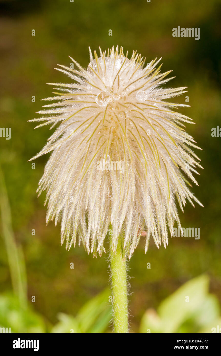 Achene of Western anemone, Anemone occidentalis, Chester Lake trail