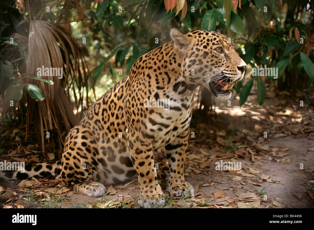 Jaguar (Panthera onca), Belize Stock Photo