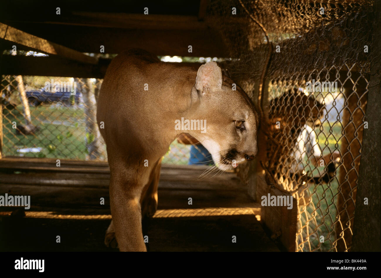 Cougar in a cage, Belize, Central America Stock Photo