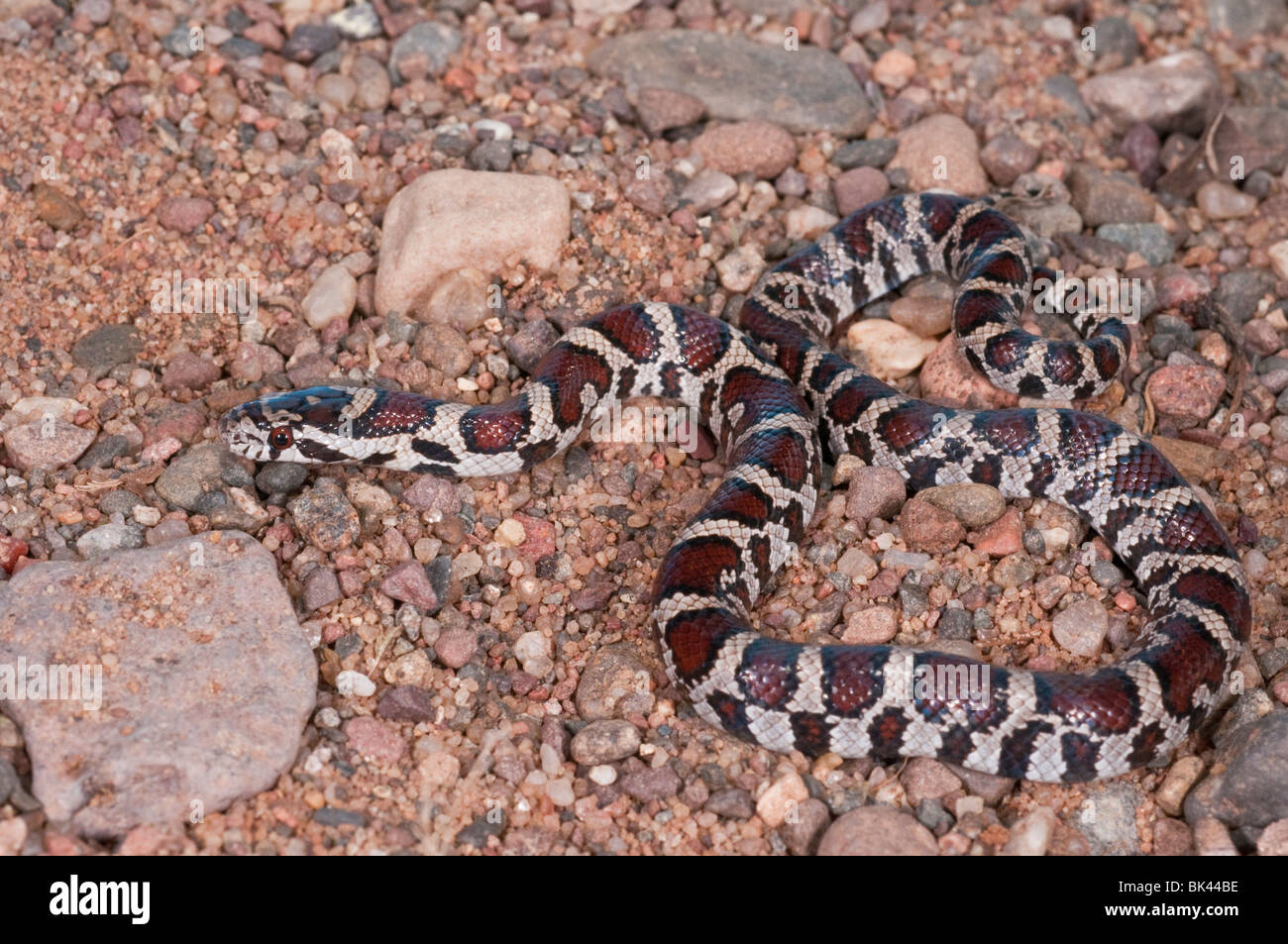 Eastern milk snake, Lampropeltis triangulum triangulum, juvenile, native to the United States, Mexico, south to Latin America Stock Photo