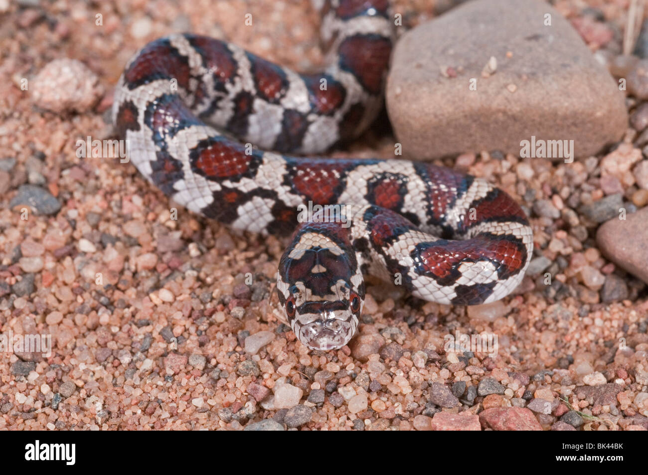 Eastern milk snake, Lampropeltis triangulum triangulum, juvenile, native to the United States, Mexico, south to Latin America Stock Photo