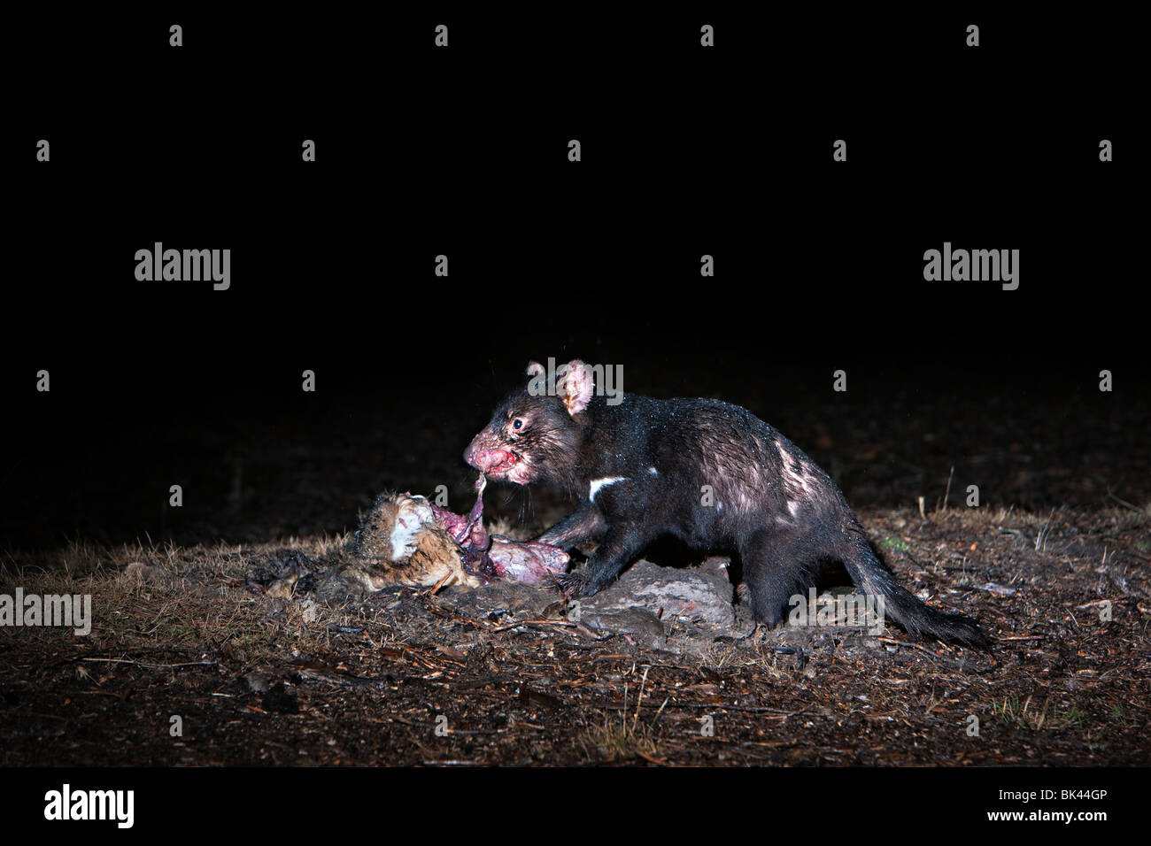 Wild Tasmanian Devil (Sarcophilus harrisii) feeding on carrion. Stock Photo