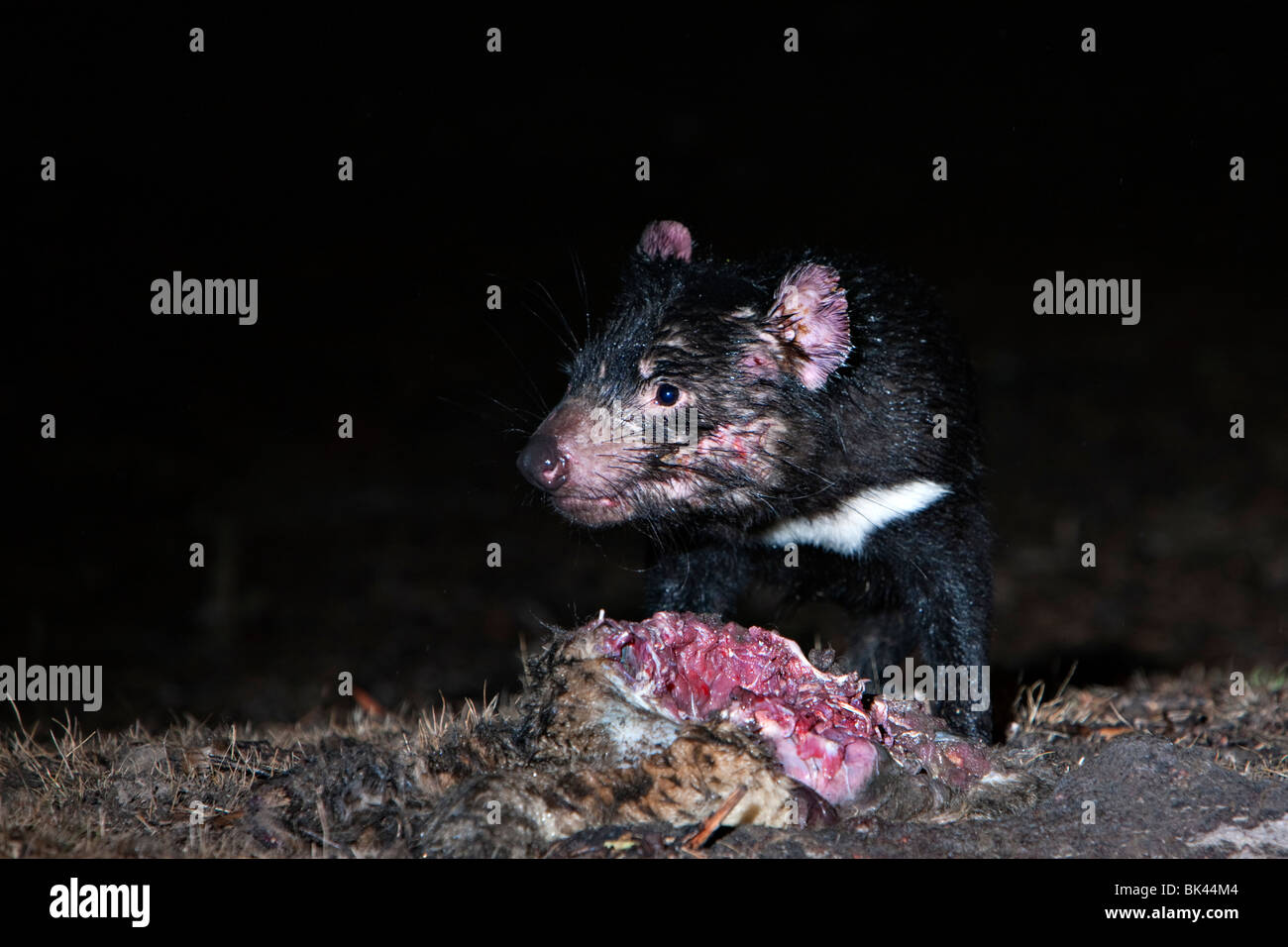 Wild Tasmanian Devil (Sarcophilus harrisii) feeding on carrion. Stock Photo