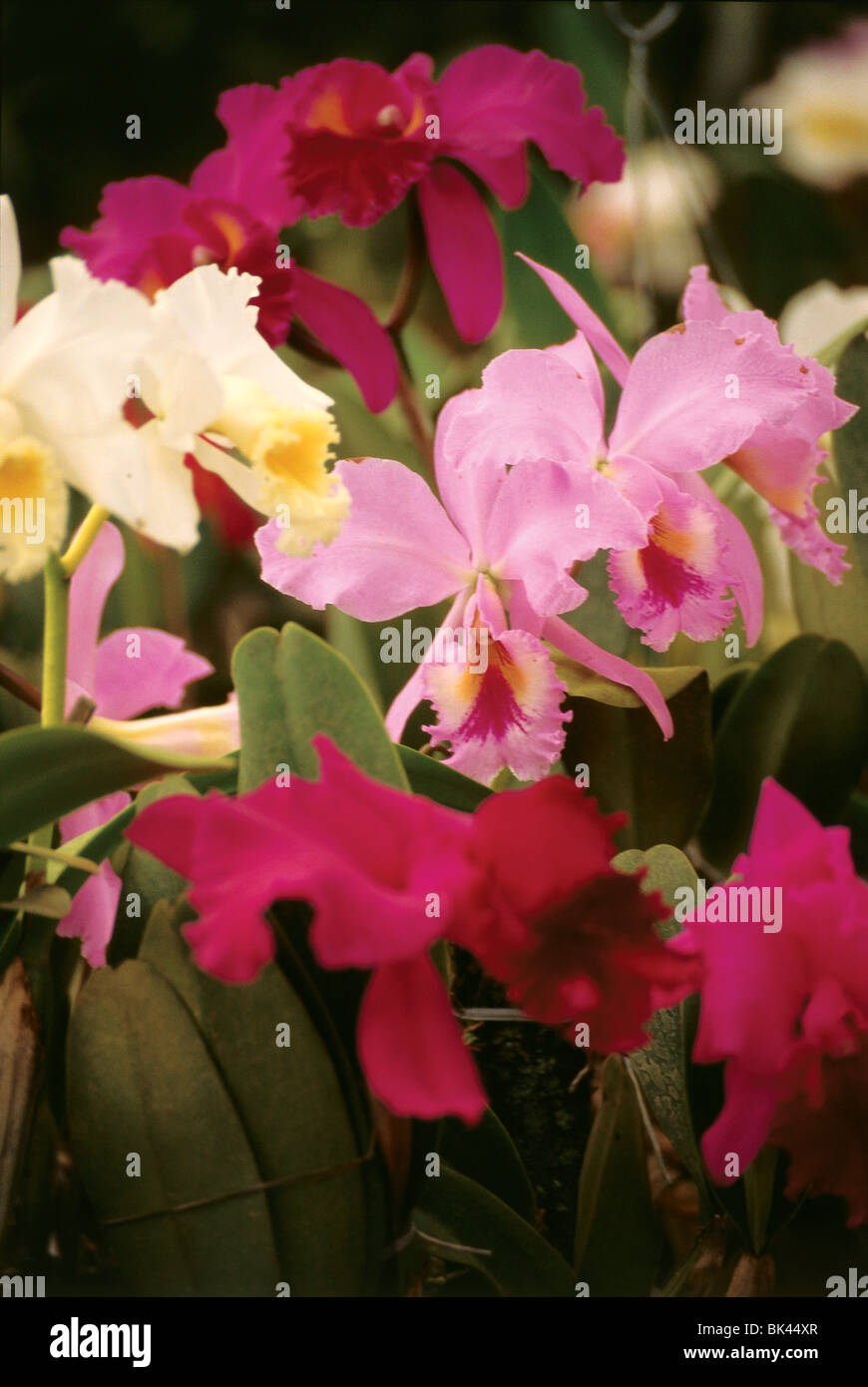 Blooming orchid plants, Brazil Stock Photo