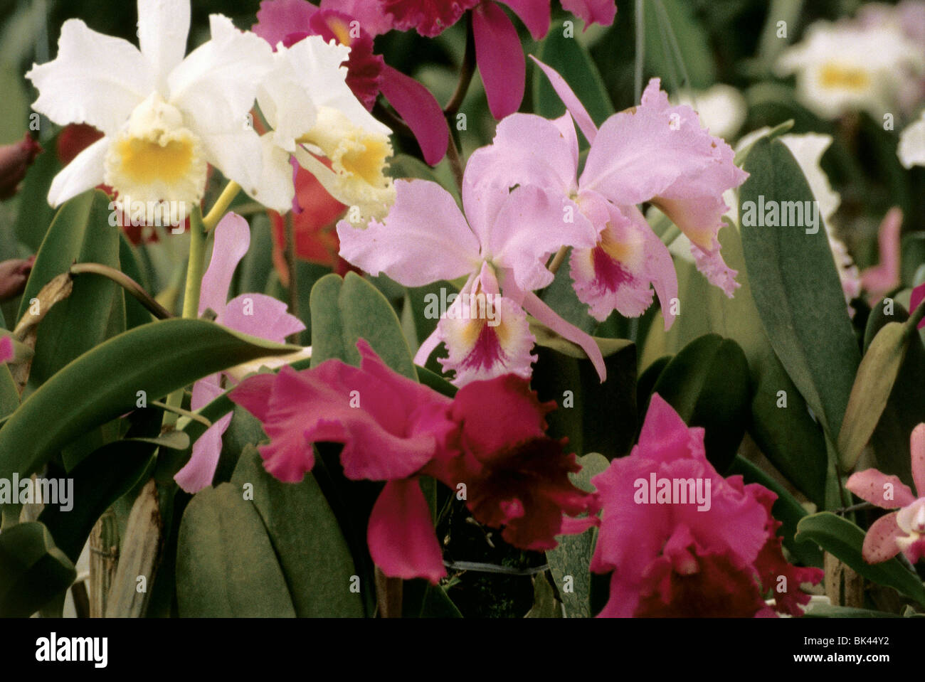 Blooming orchid plants, Brazil Stock Photo