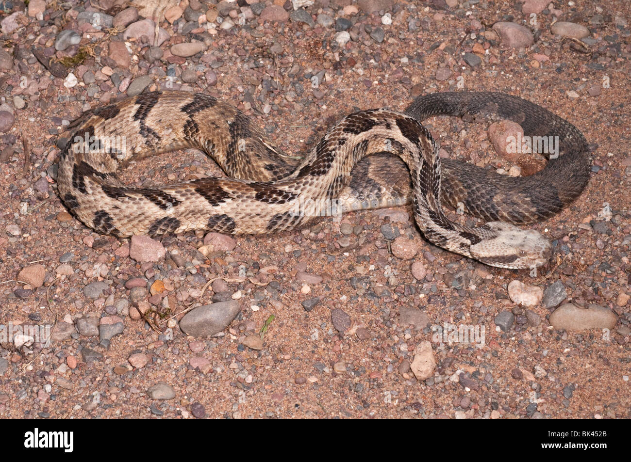 Timber rattlesnake, Crotalus horridus, native to eastern United States ...