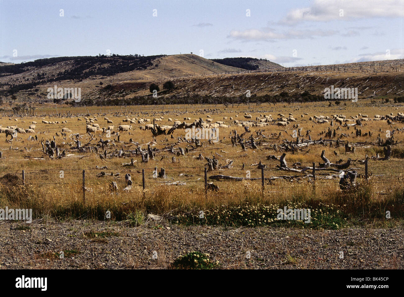 Domestic sheep with deforested hillsides in the background, Chile Stock Photo