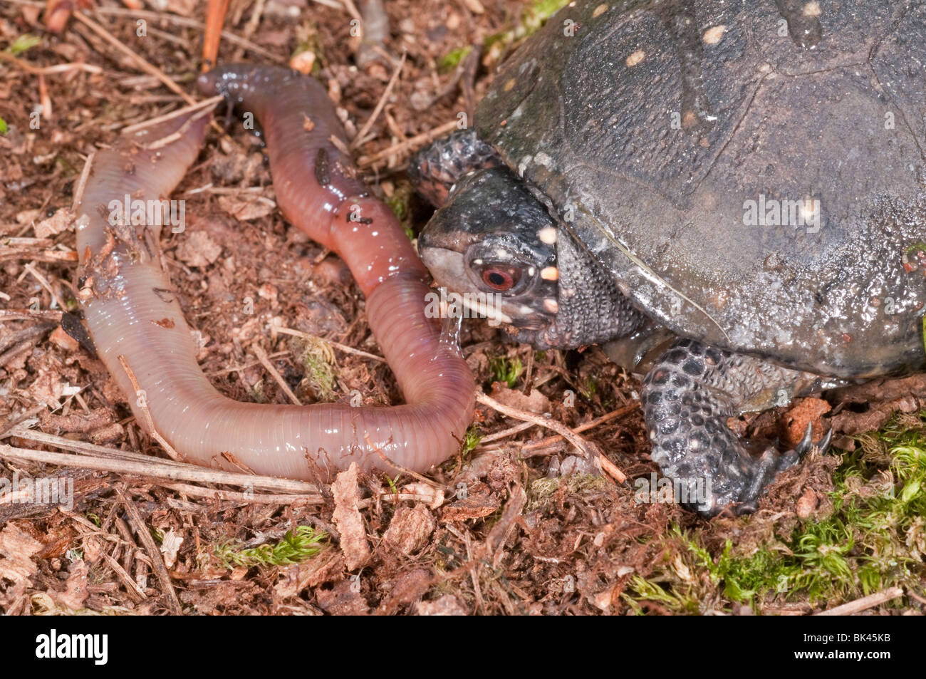 Earthworm forest hires stock photography and images Alamy