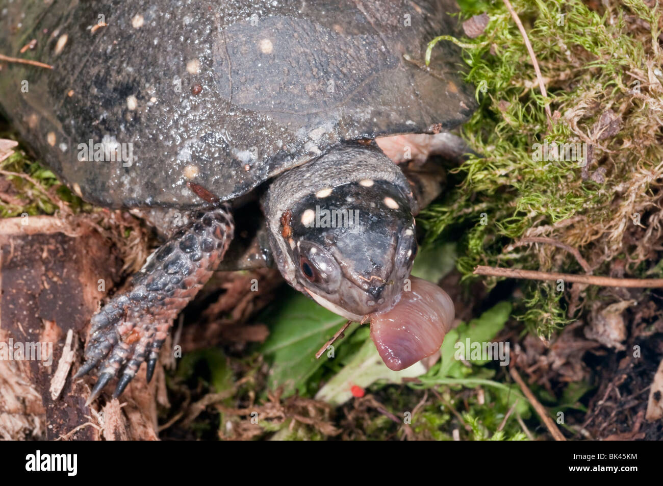 Spotted turtle, Clemmys guttata, eating a common earthworm, Lumbricus