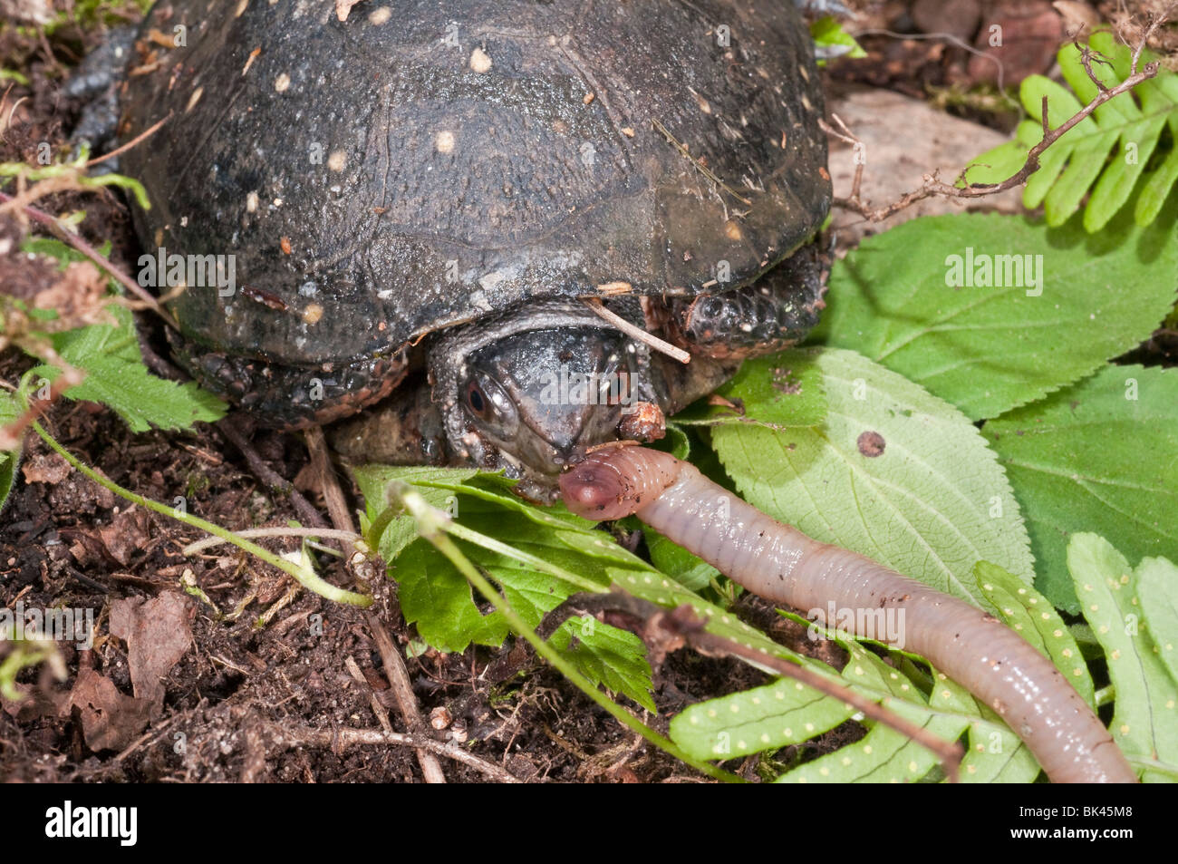 Spotted turtle, Clemmys guttata, eating a common earthworm, Lumbricus terrestris.  Turtle is native to eastern United States Stock Photo