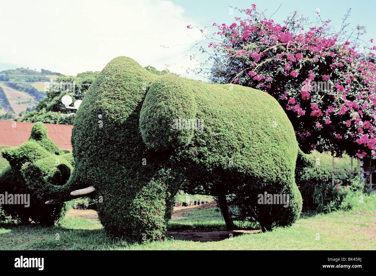 Shrubs trimmed to look like an elephant in the topiary gardens of Parque Francisco Alvarado in Zarcero, Costa Rica Stock Photo