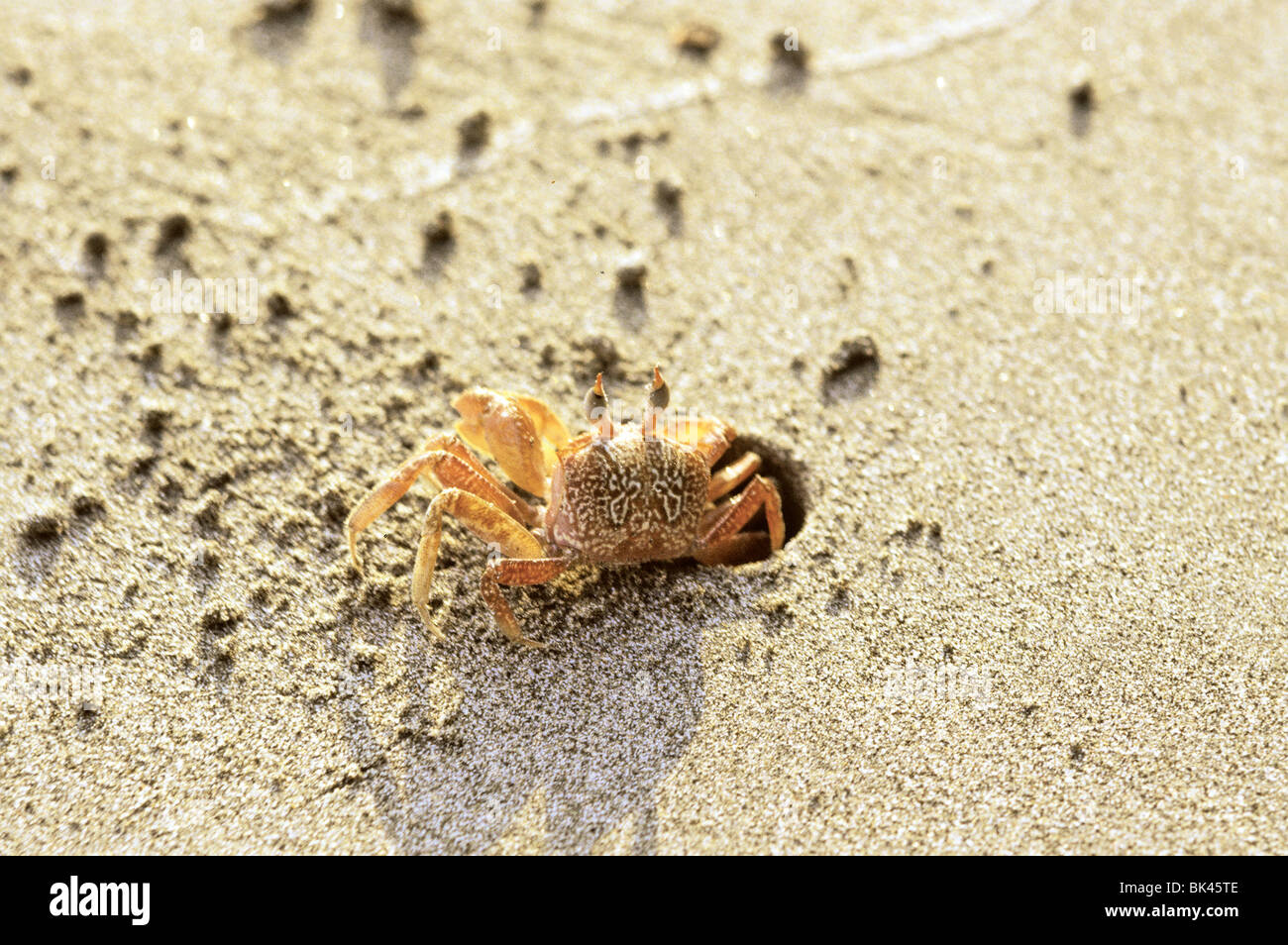 Crab burrowing a hole on a sandy beach hires stock photography and