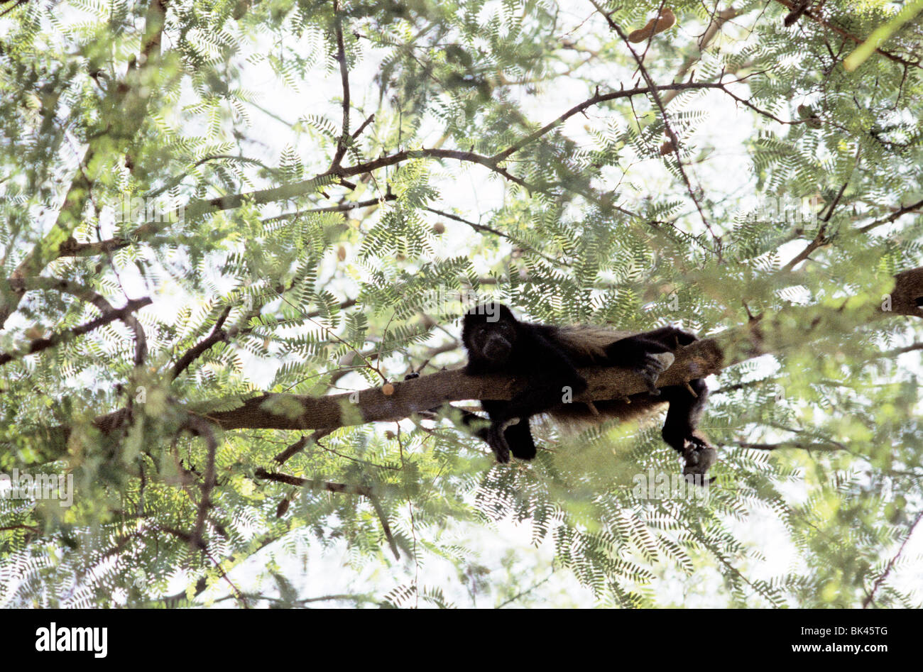 Sloth lying on a tree branch hi-res stock photography and images - Alamy