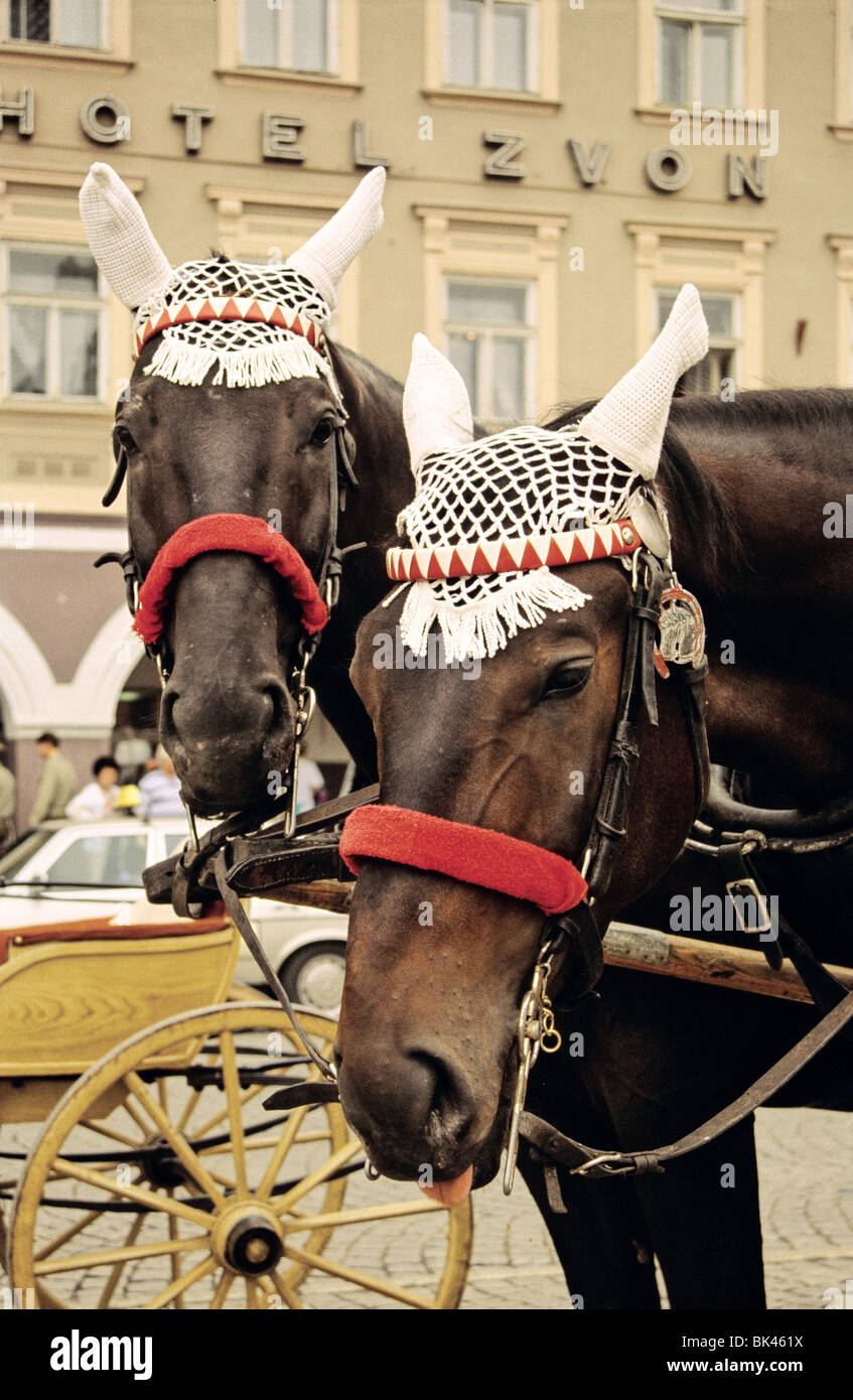 A pair of horses with crocheted cotton fly veils outside the Hotel Zvon in Ceske Budejovice, Czech Republic Stock Photo