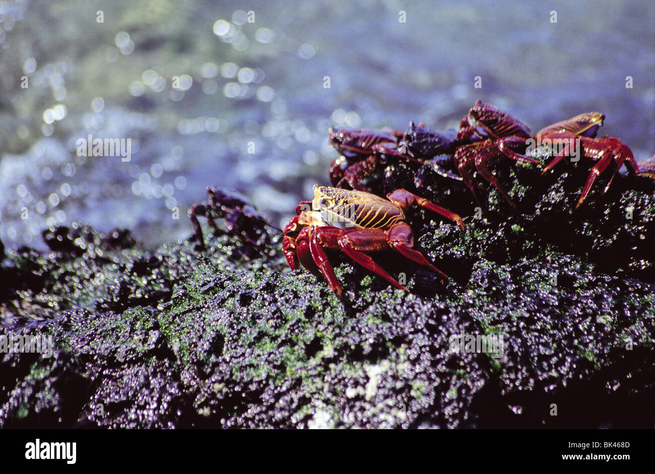 Group sally lightfoot crabs red hi-res stock photography and images - Alamy