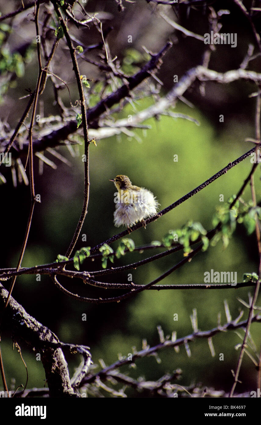 Baby Yellow Finch (Yellow Warbler) perched in a tree, Galapagos Islands, Ecuador Stock Photo