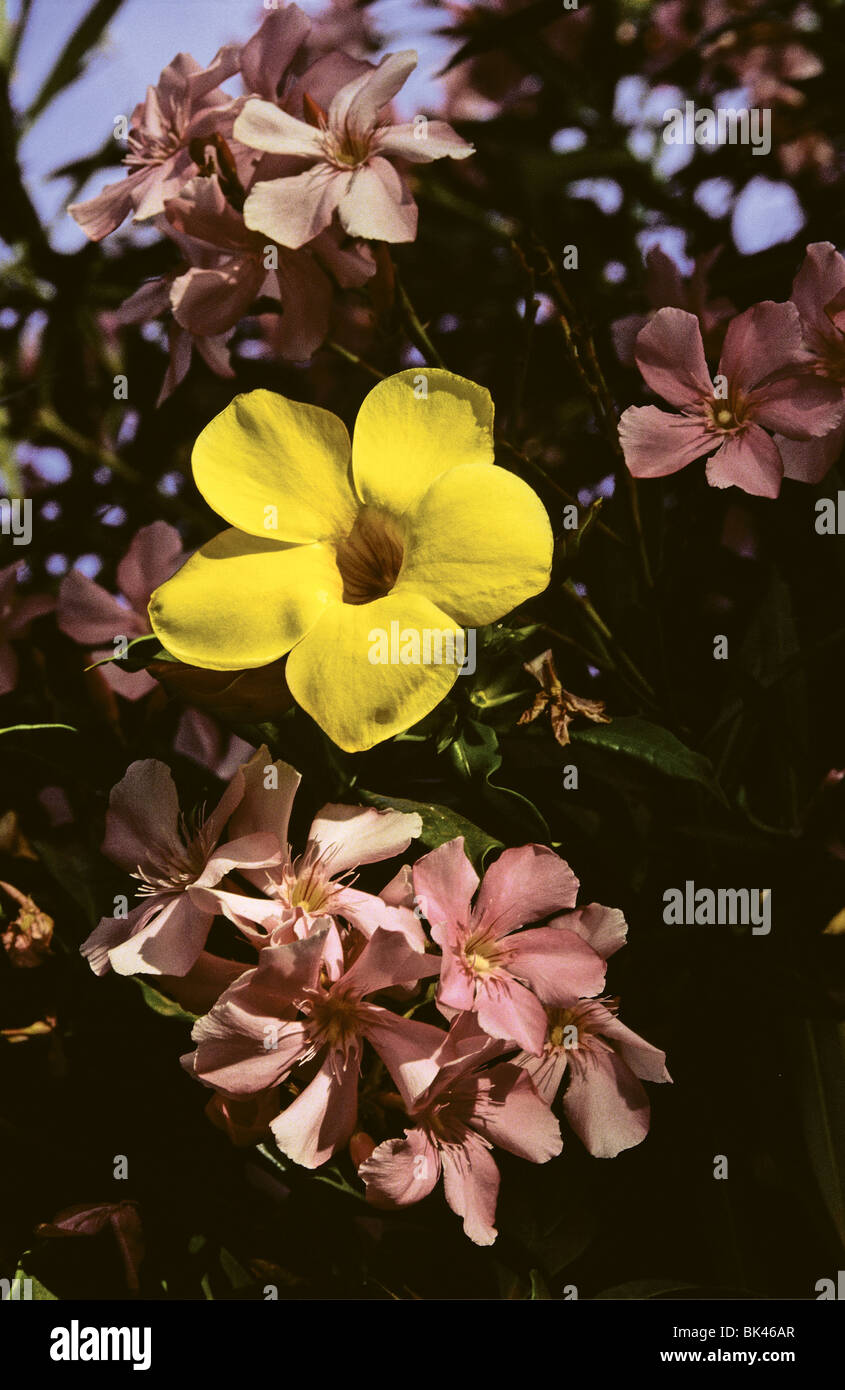 A Golden Trumpet flower, Galapagos Island, Ecuador Stock Photo Alamy