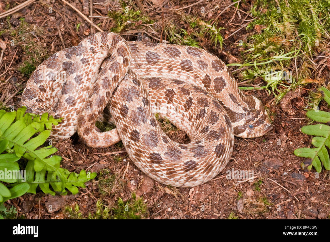 Western hognose snake, Heterodon nasicus nasicus, rearfanged venomous