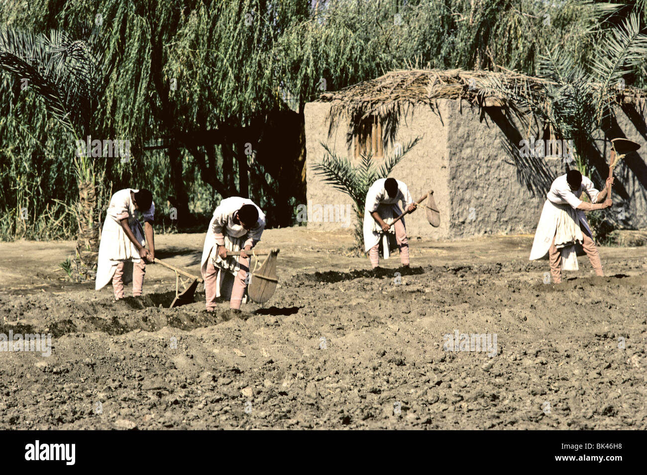 Historic portrayal of Egyptian men digging irrigation ditches in an agricultural field at Dr Ragab's Pharaonic Village (A Stock Photo