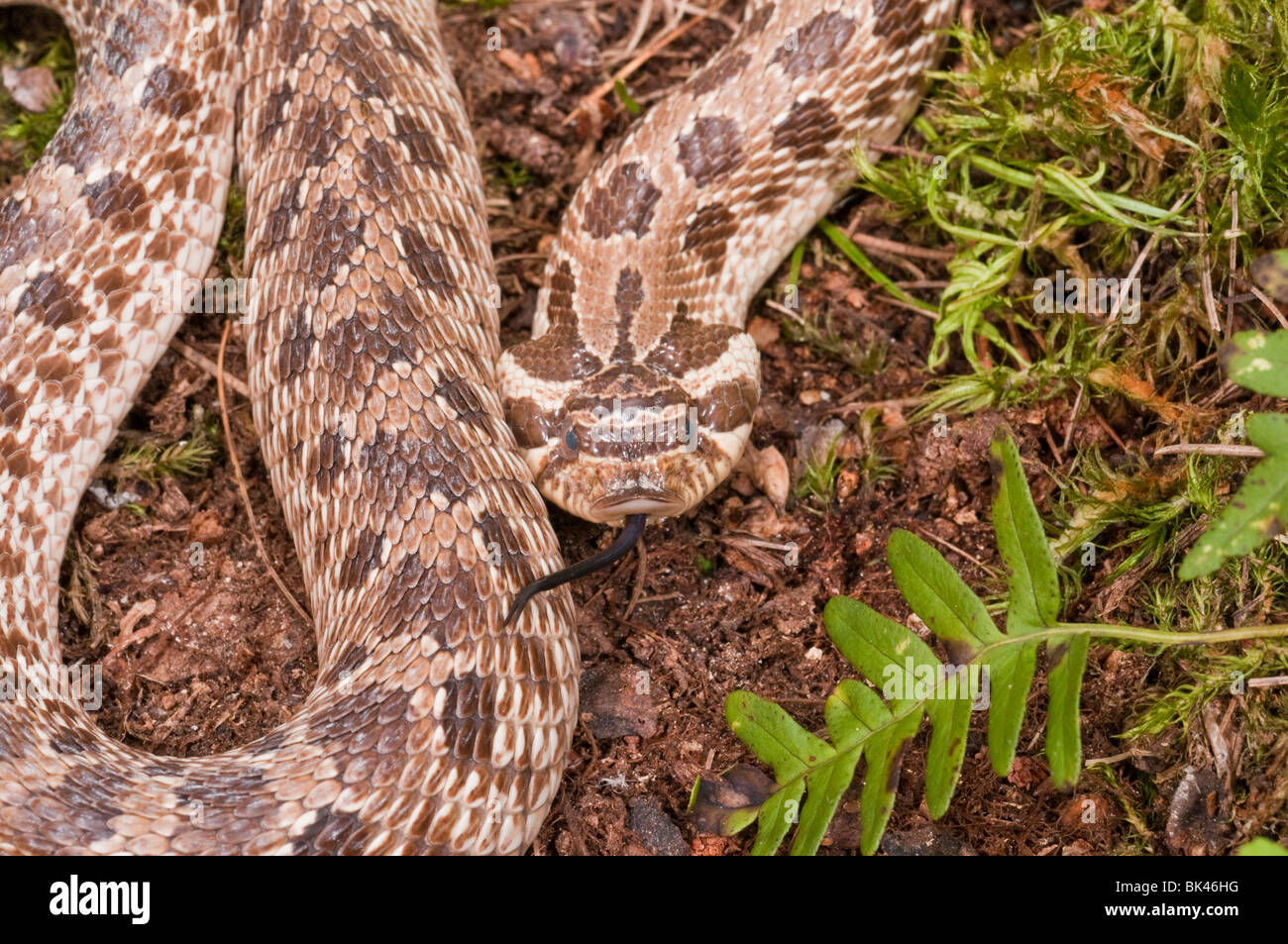 Western hognose snake, Heterodon nasicus nasicus, rearfanged venomous
