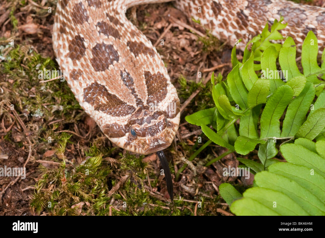 Western hognose snake, Heterodon nasicus nasicus, rearfanged venomous