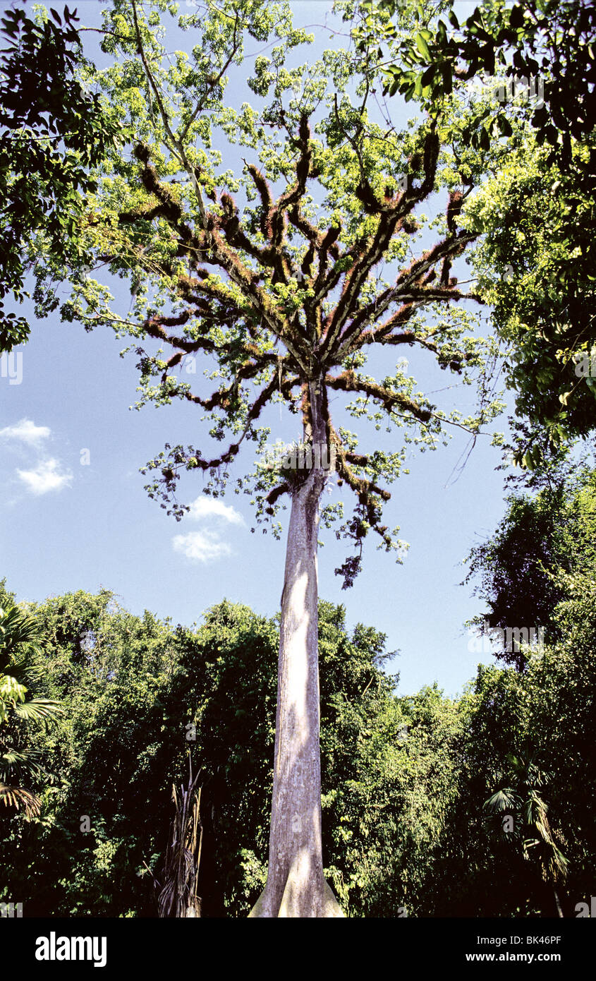 Ceiba Tree Guatemalaís National Tree ancient Maya of Central America  believed that a great Ceiba tree stood at center of earth Stock Photo -  Alamy, image size:845x1390