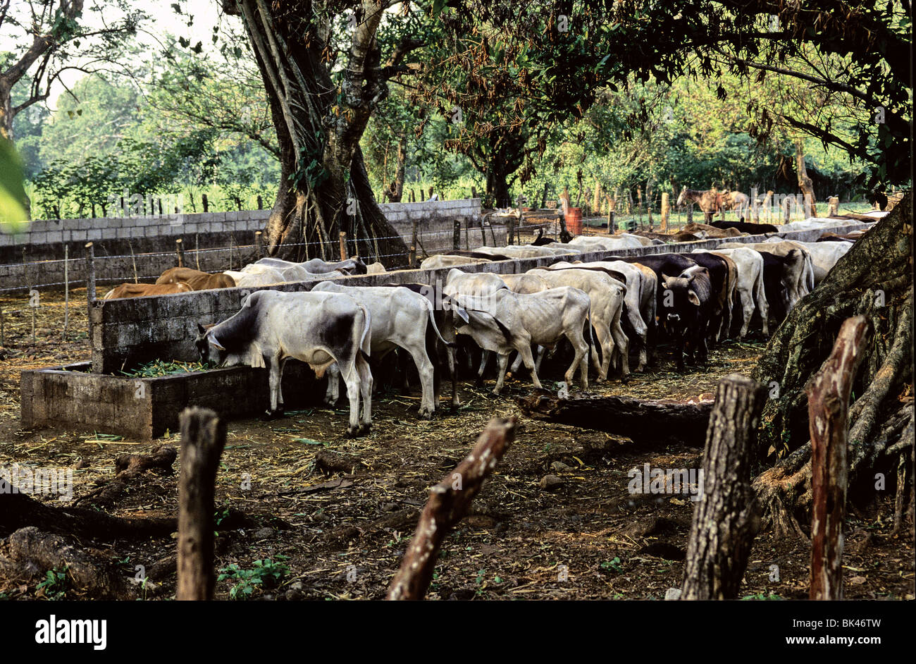 Cattle eating out of feed troughs in Escuintla Department, Guatemala Stock Photo
