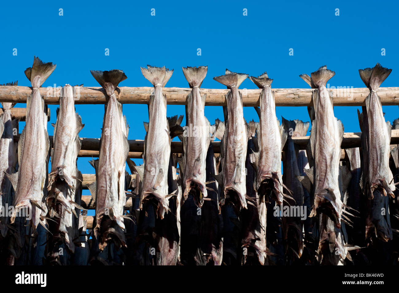 Drying cod to produce traditional stockfish on outdoor racks in Lofoten ...
