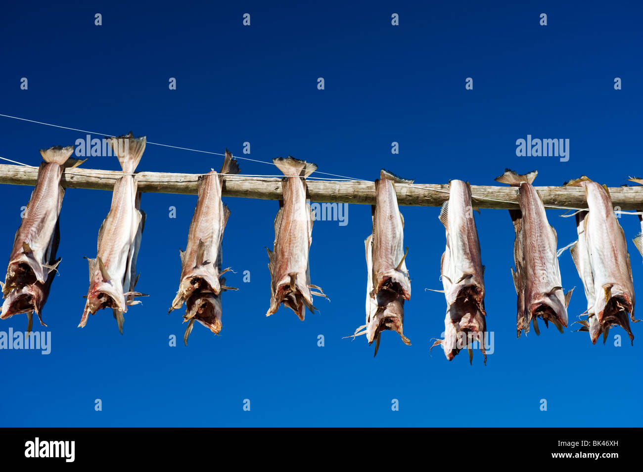 Drying cod to produce traditional stockfish on outdoor racks in Lofoten Islands in Norway Stock Photo