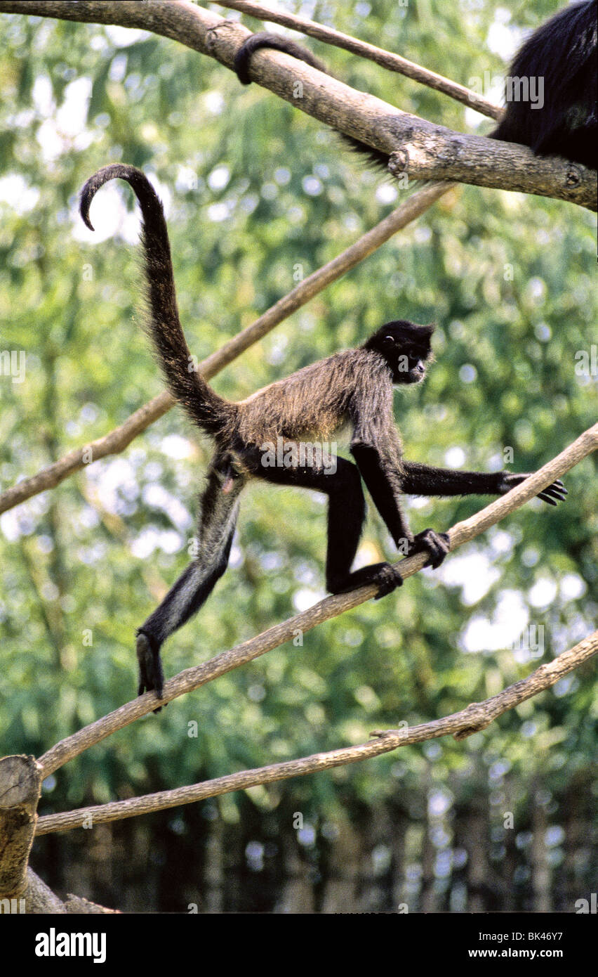 Black-headed Spider Monkey (considered to be an endangered species