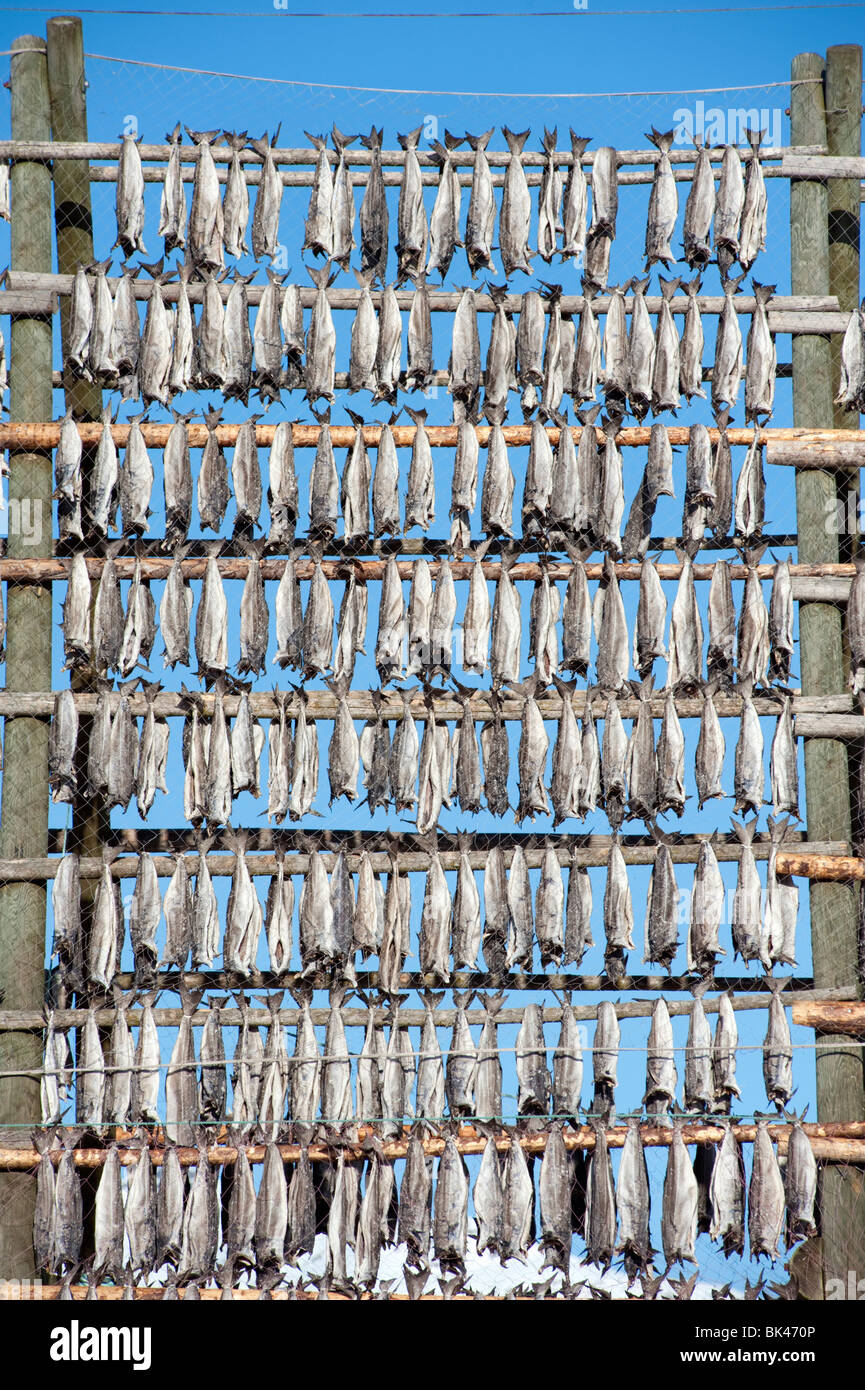 Drying cod to produce traditional stockfish on outdoor A frame racks in Svolvaer in Lofoten Islands in Norway Stock Photo