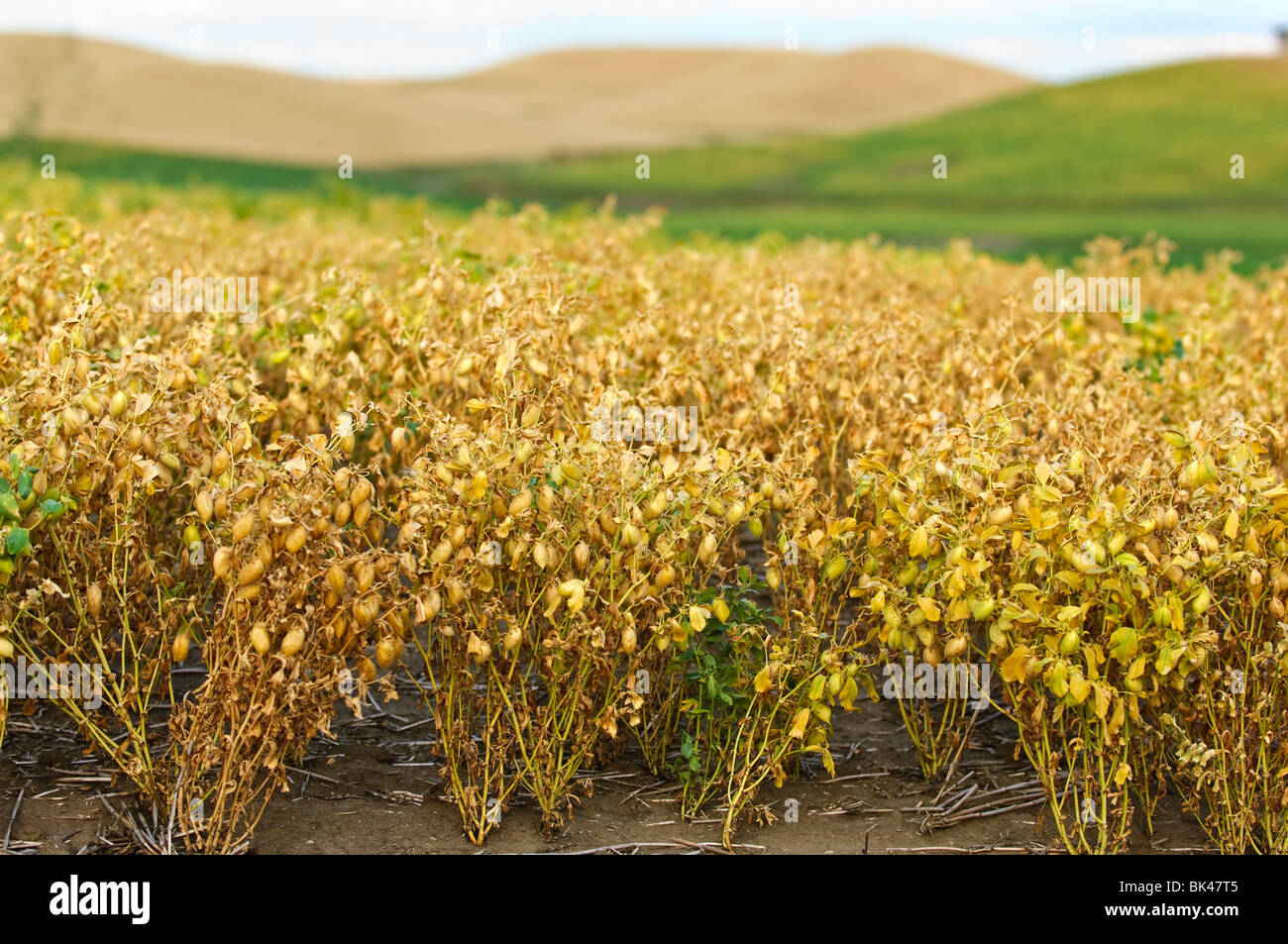 Mature garbanzo beans ready for harvest in the Palouse region of Washington Stock Photo