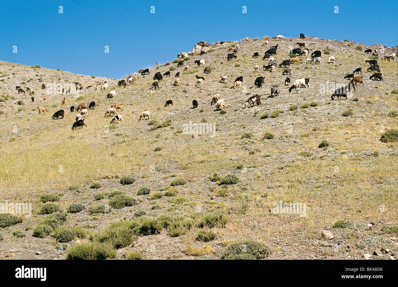 A Herd of goats grazing in the High Atlas Mountains in Morocco Stock ...