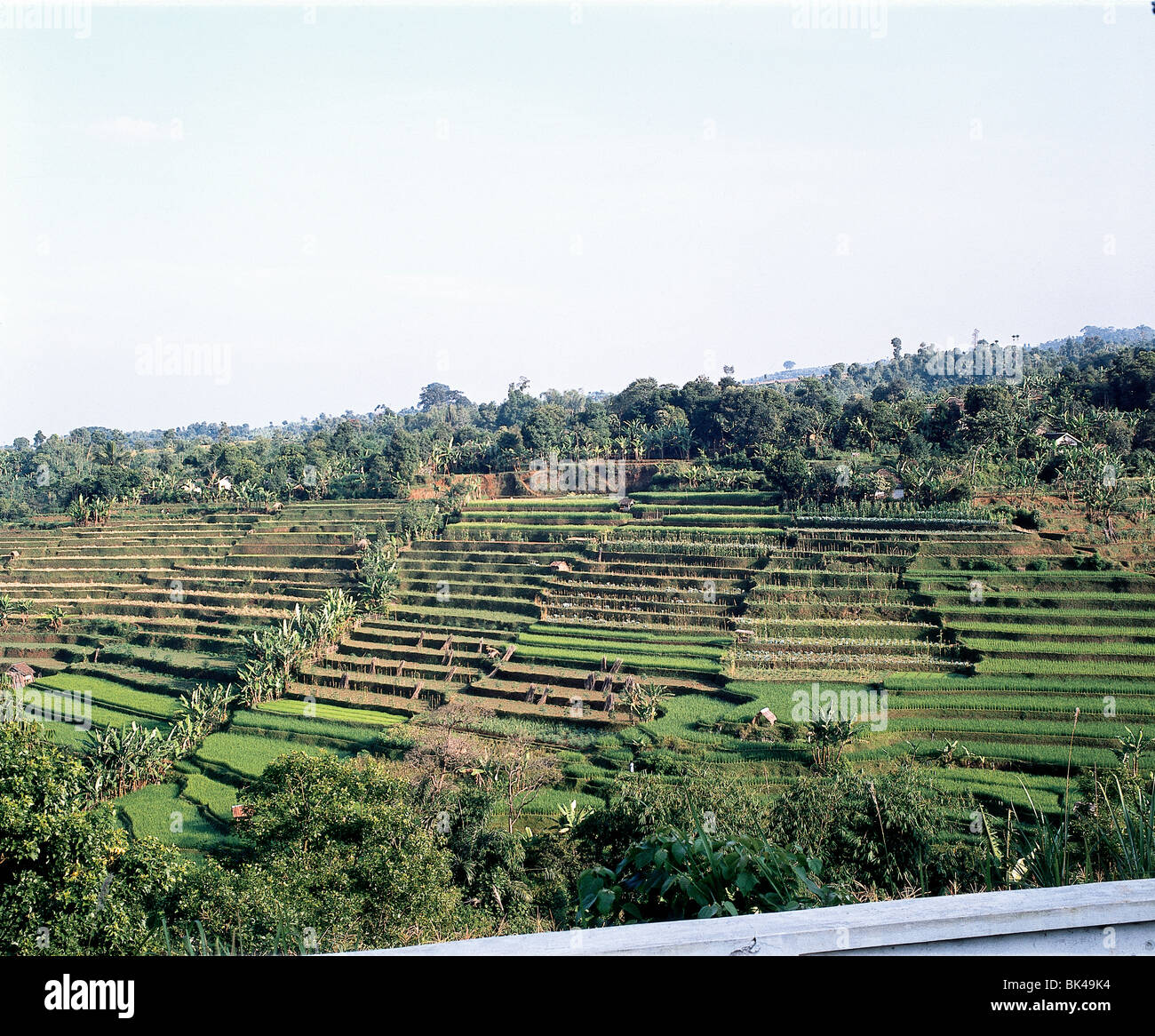 A terraced rice fields, Sawahs, or collective plots. Java, Indonesia Stock Photo