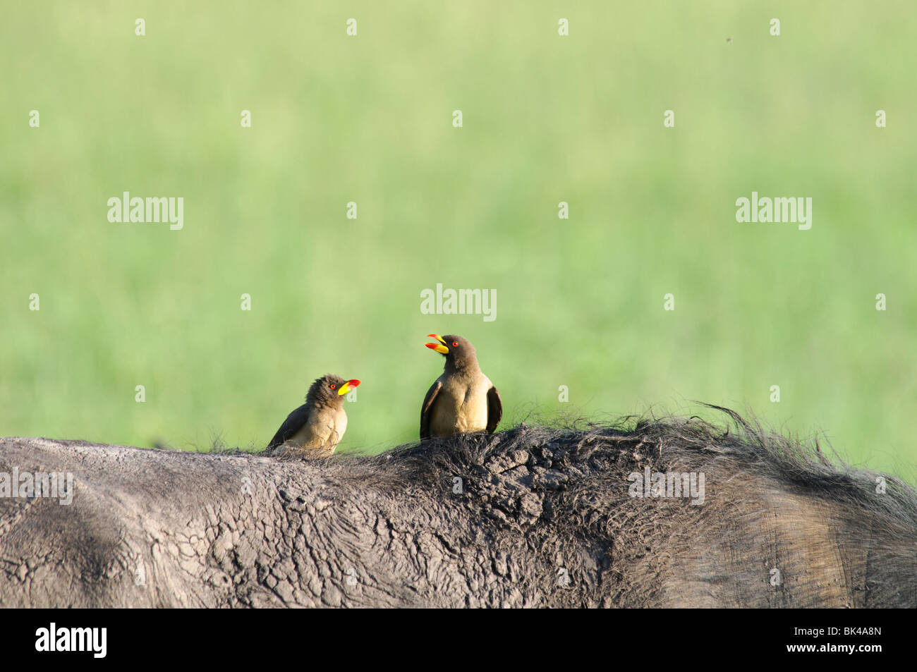 Two Yellow-billed Oxpeckers Buphagus africanus in conversation, standing on Buffalo's back Stock Photo