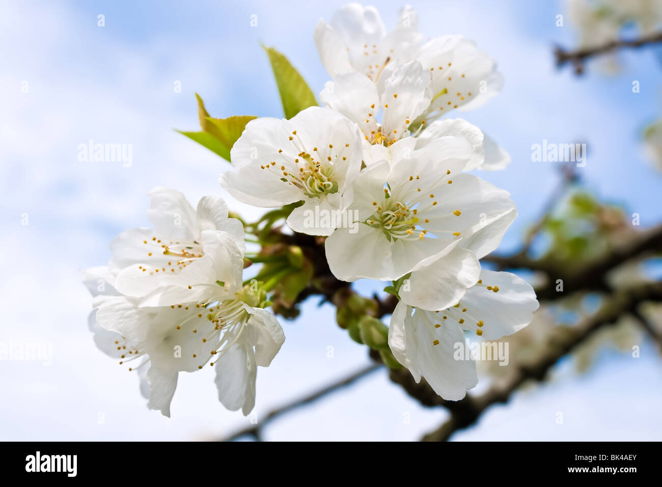 Spring blossom cherry tree flowers and sky Stock Photo