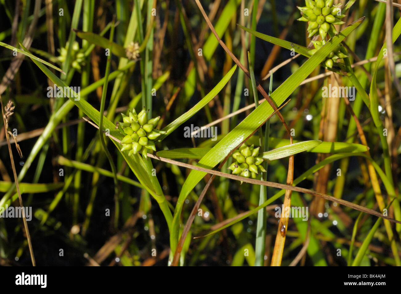 Least Bur-reed, sparganium natans Stock Photo
