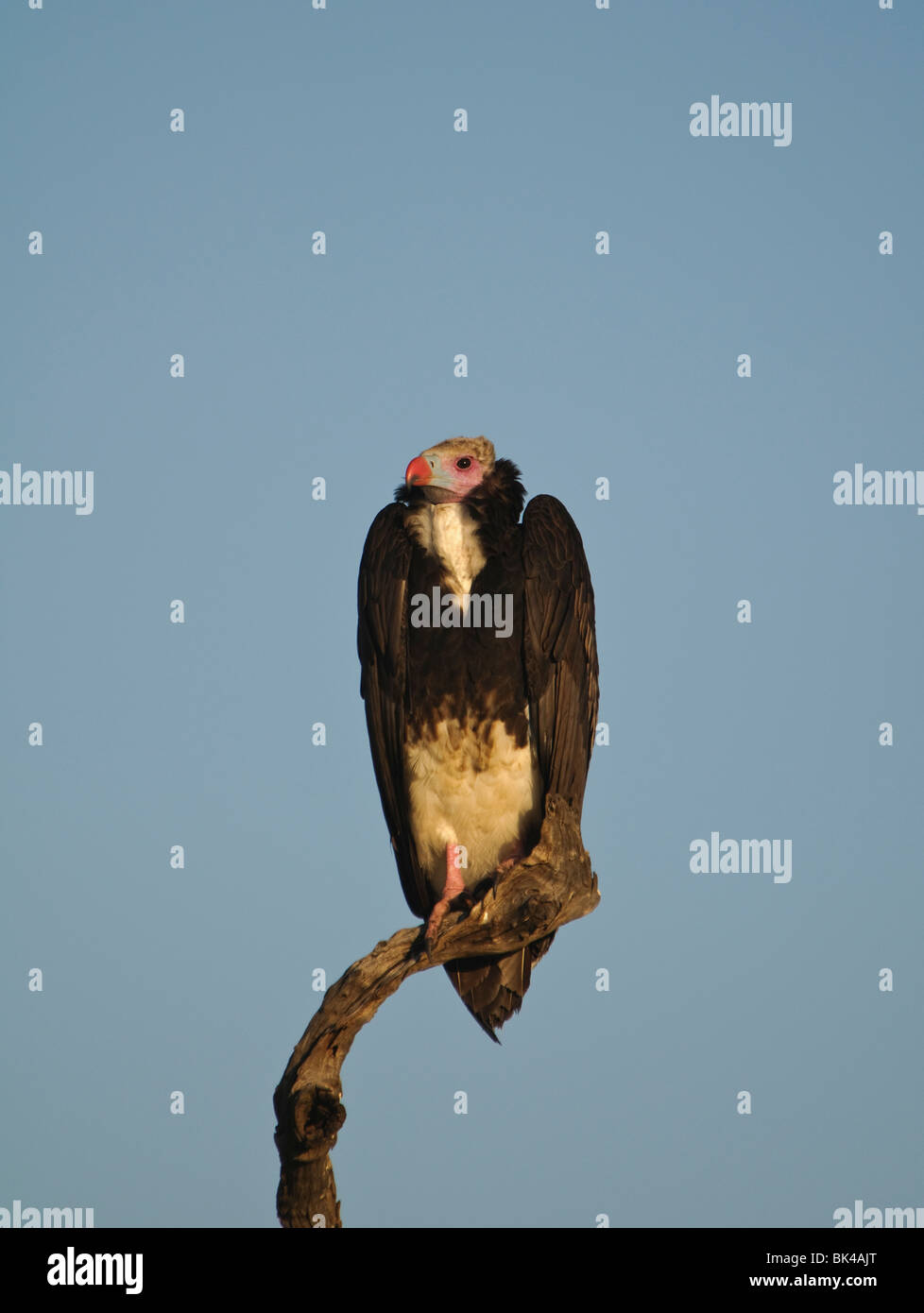 White-headed Vulture Trigonoceps occipitalis sitting on a post Stock Photo