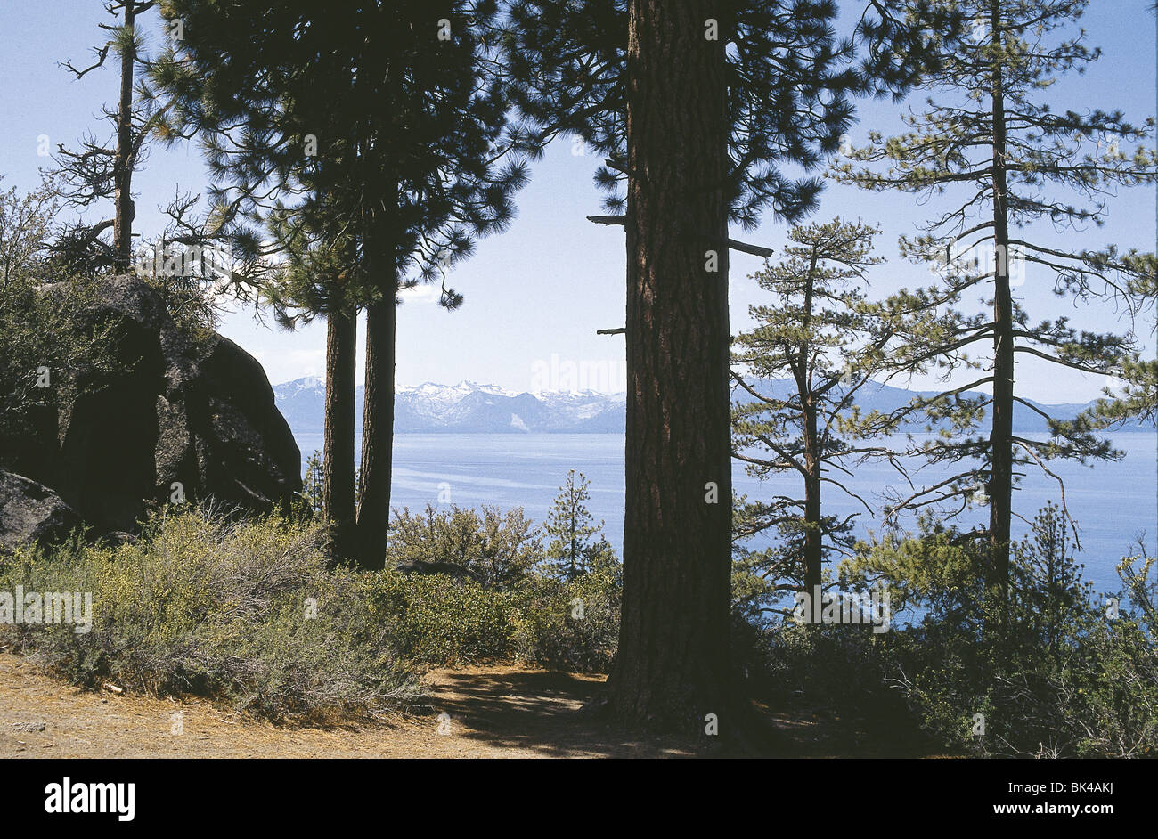 Pine trees along Lake Tahoe, on the CaliforniaNevada border Stock