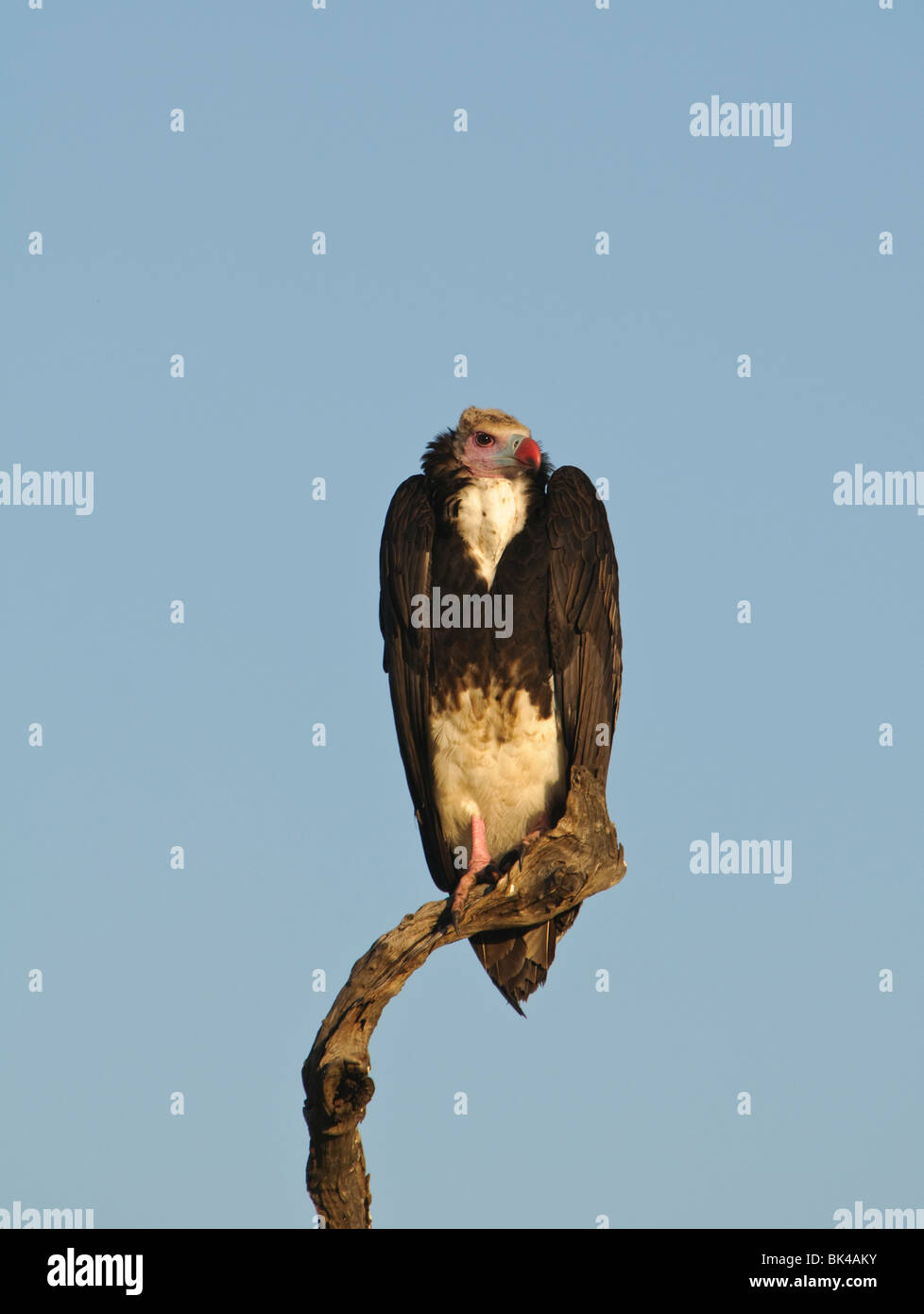 White-headed Vulture Trigonoceps occipitalis sitting on a post Stock Photo