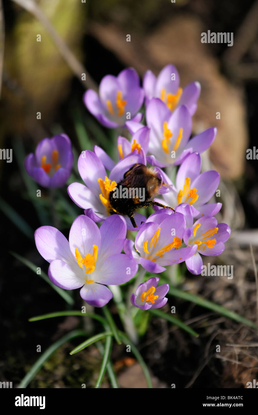 bumble bee Bombus terrestris feed feeding crocus flowers warm sun sunshine flowering spring purple bunch group cluster Stock Photo