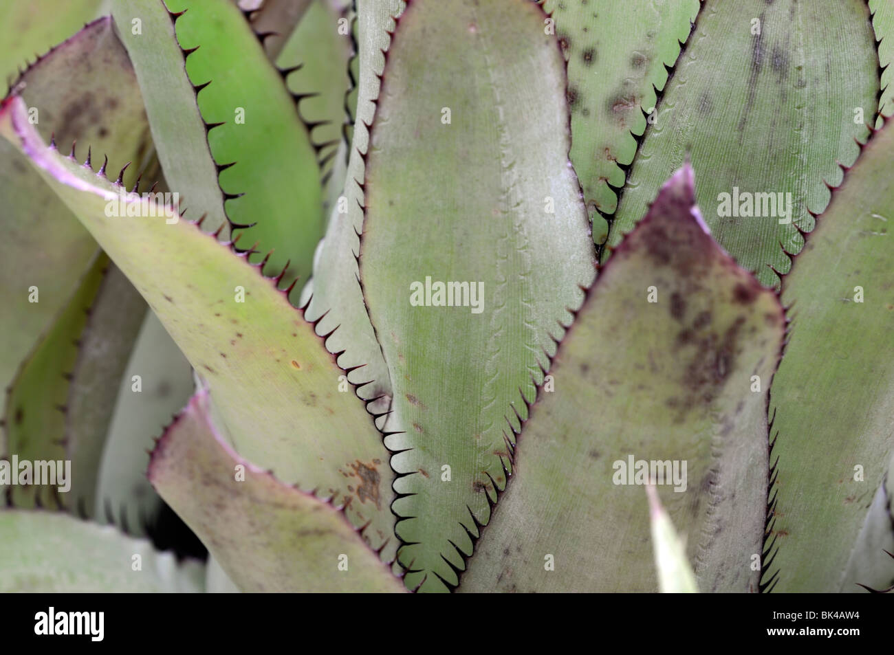 bilbergia  bromeliad without flower closeup close up macro leaves spines cultivar sp variant Stock Photo