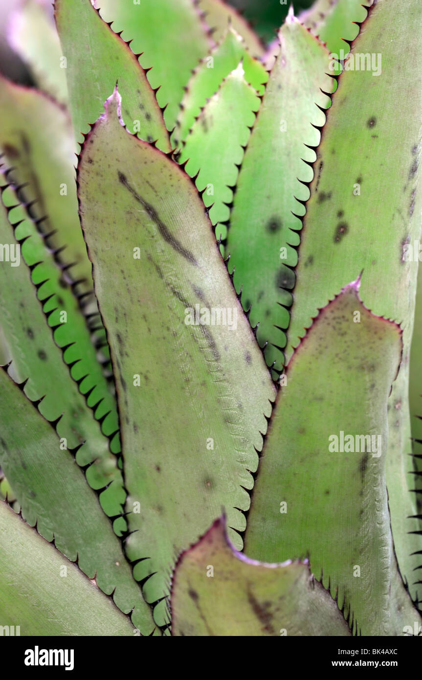 bilbergia  bromeliad without flower closeup close up macro leaves spines cultivar sp variant Stock Photo