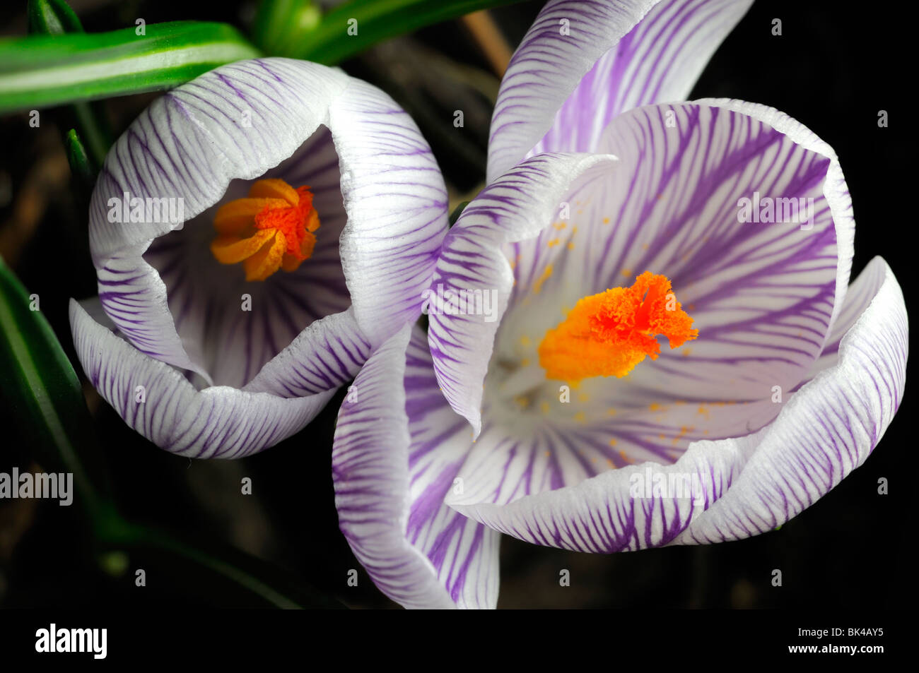 crocus flowers flowering spring purple perennial two pair Stock Photo