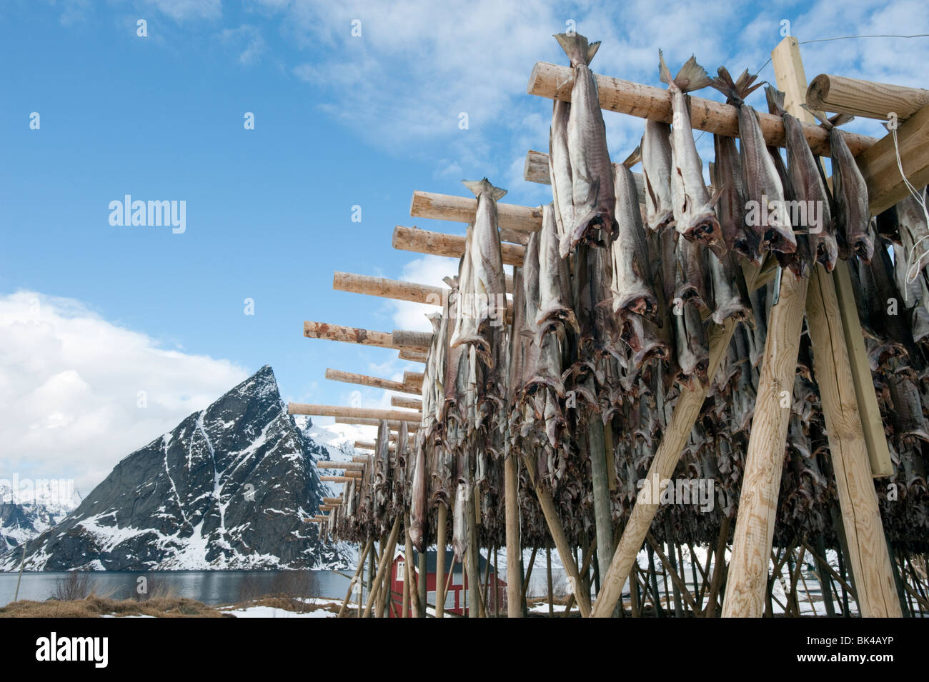 Drying cod to produce traditional stockfish on outdoor racks in Lofoten
