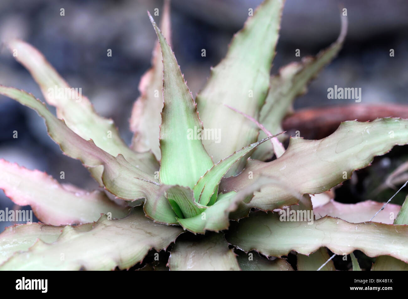 Cryptanthus acaulis var ruber closeup close up macro detail Stock Photo