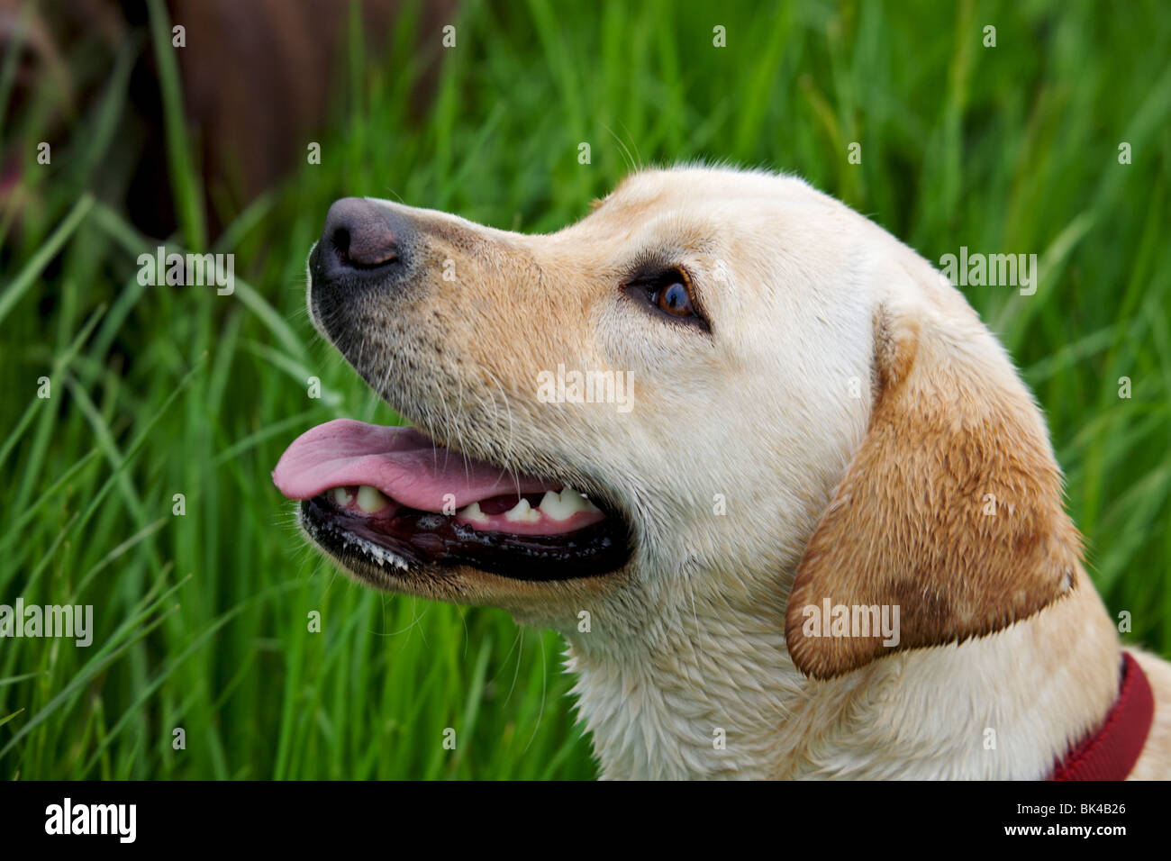 Reward alert hi-res stock photography and images - Alamy