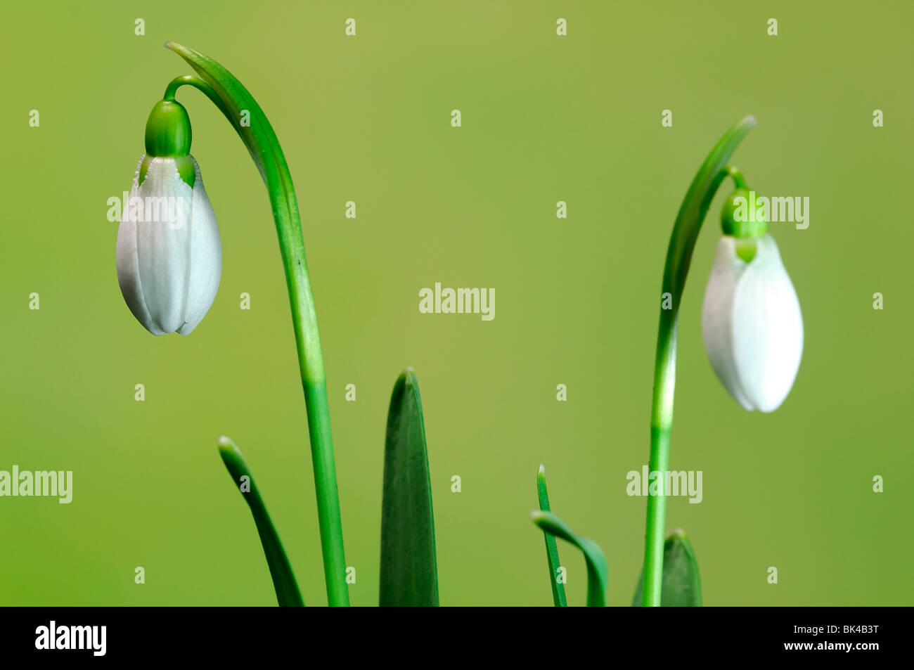 two pair flower Flowering Snowdrop Galanthus Nivalis Common Snowdrop White Bell Shape green background Stock Photo