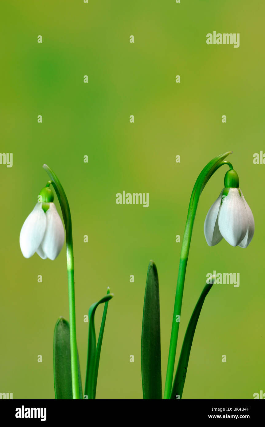 two pair flower Flowering Snowdrop Galanthus Nivalis Common Snowdrop White Bell Shape green background Stock Photo