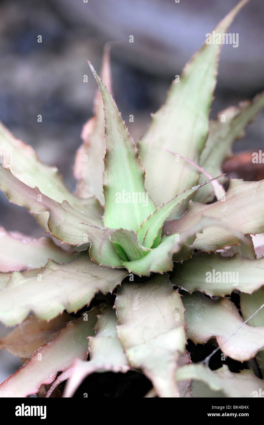 Cryptanthus acaulis var ruber closeup close up macro detail Stock Photo